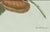 Black Bertuch, An Atlas Moth, 1800, Engraving For Sale - Image 8 of 9
