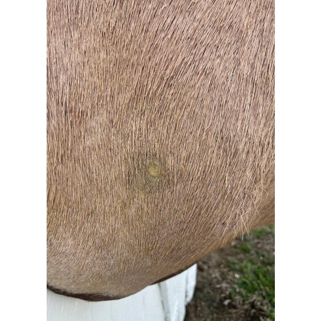 Huge African Gemsbok Oryx Antelope Shoulder Mount Taxidermy South Africa For Sale - Image 13 of 17