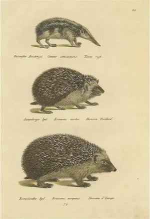 Schinz, Three Hedgehog Species, 1824, Hand Colored Print