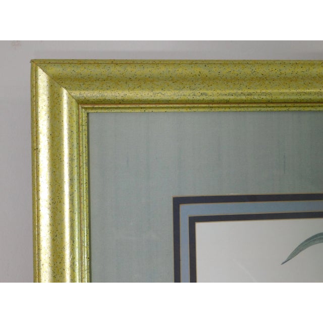 Redouté "iris Fimbriata Iris Frangée" Art Print on Paper Framed For Sale - Image 4 of 13