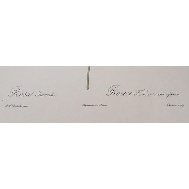 French Pair of P. J. Redoute French Botanical Still Life Roses Framed Prints For Sale - Image 3 of 7