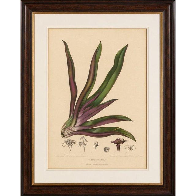 Title: original antique botanical chromolithograph of oyster plant (tradescantia discolor), c. 1880 : a striking original...