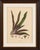 Title: original antique botanical chromolithograph of oyster plant (tradescantia discolor), c. 1880 : a striking original...