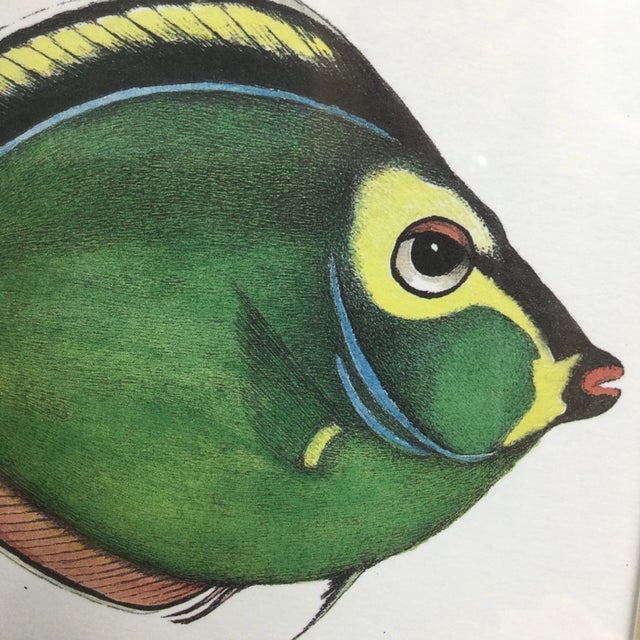 Burl-Wood Framed Pair of Tropical Fish Prints by Jean Cassady For Sale - Image 9 of 10