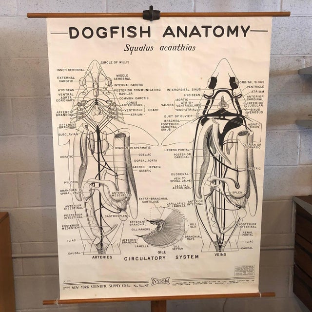This educational, anatomical, roll-up Dogfish anatomy chart is by New York Scientific Supply Co. circa 1941. It depicts...