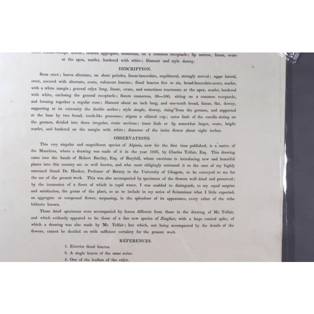 Green William Roscoe Large Botanical Print of Tropical Plant For Sale - Image 8 of 8