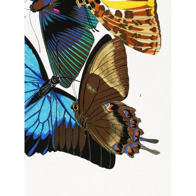 Not Yet Made - Made To Order Butterflies (E. A. Séguy), Vintage Art Print Reproduction, 18" × 24" For Sale - Image 5 of 6