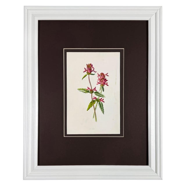 Late 19th Century Antique Botanical Print Gallery | Set of 8 F. Edward Hulme Chromolithographs, Framed For Sale - Image 5 of 12