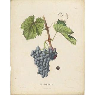 Charles Node-Saint-Ange and Louis Combes, Grenache Alicante Grape Variety, 1890, Lithograph on Paper For Sale
