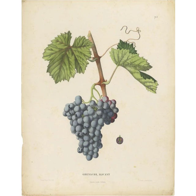Charles Node-Saint-Ange and Louis Combes, Grenache Alicante Grape Variety, 1890, Lithograph on Paper For Sale