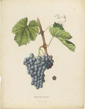 Charles Node-Saint-Ange and Louis Combes, Grenache Alicante Grape Variety, 1890, Lithograph on Paper