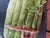 Majolica Asparagus Tureen Made in Italy For Sale - Image 4 of 6