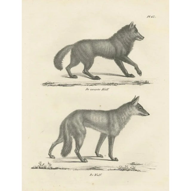 C.C. G. Zool., The Black Wolf and Grey Wolf, 1836, Lithograph For Sale - Image 7 of 11