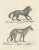 C.C. G. Zool., The Black Wolf and Grey Wolf, 1836, Lithograph For Sale - Image 7 of 11