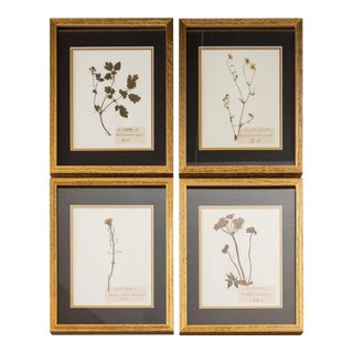 Custom Framed Antique Herbarium Botanical Specimens - Set of Four For Sale