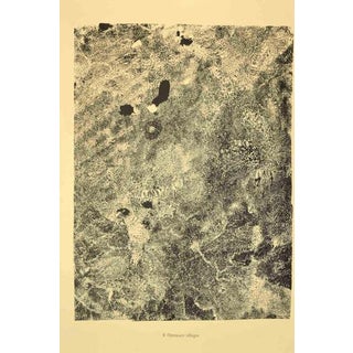 After Jean Dubuffet, Flétissure Allègre from Territoires, 1959, Print on Paper For Sale