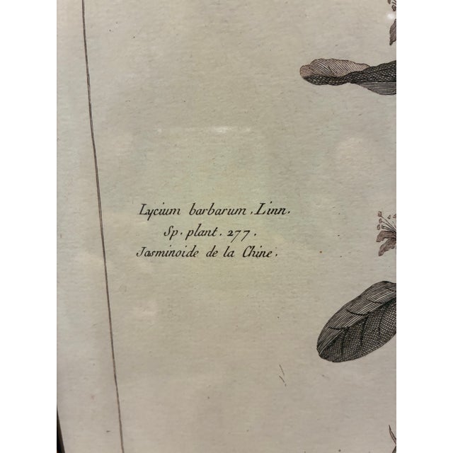 Chinese Vintage Lycium Barbarum Chinese Jasmine Botanical Print in Black & Gold Frame For Sale - Image 3 of 6
