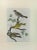 Johann Friedrich Naumann, Wild Canary, Etching, 1840 For Sale - Image 3 of 3