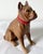 Vintage Cast-Iron Boxer Dog Bank For Sale - Image 9 of 9