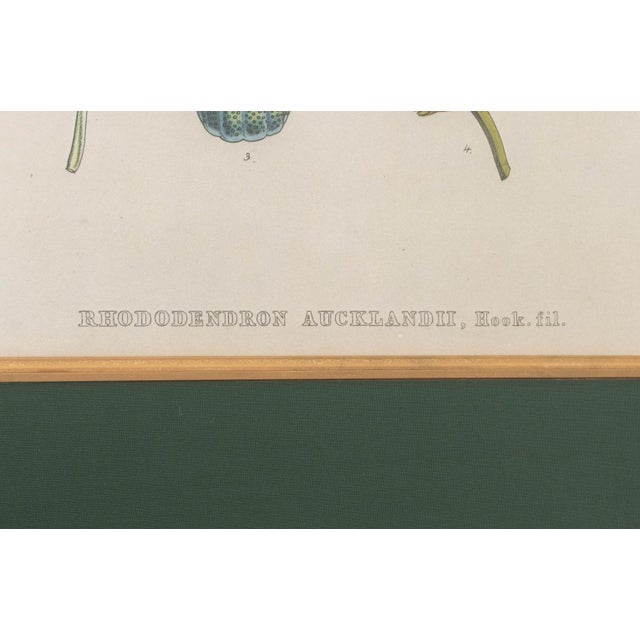 Walter Hood Fitch Botanical Offset Lithographs, 2 For Sale - Image 14 of 16