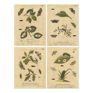 Albin, Tiger & Footman Moths Scarlet Tiger, Speckled Footman, 1720, Prints, Set of 4 For Sale