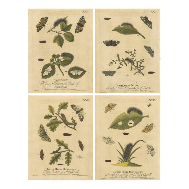 Albin, Tiger & Footman Moths Scarlet Tiger, Speckled Footman, 1720, Prints, Set of 4 For Sale