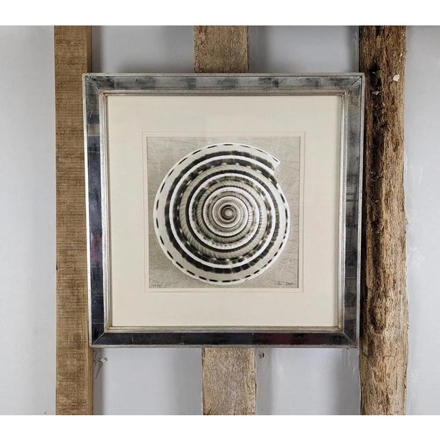 Ben Wood, Sundial Shell, 21st Century, Digital Print For Sale - Image 4 of 4