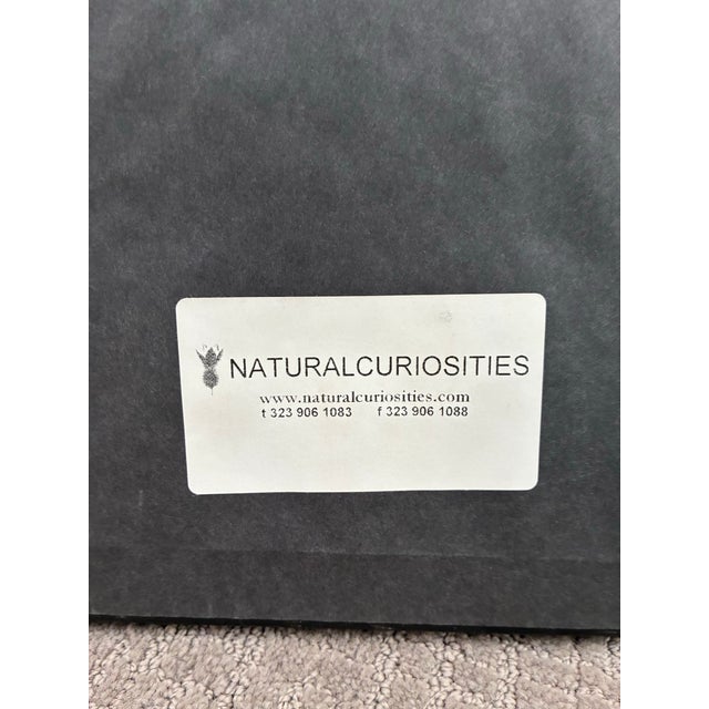 Natural Curiosities Ivory Trumpet Flower Botanical Print in Espresso Frame For Sale - Image 4 of 5