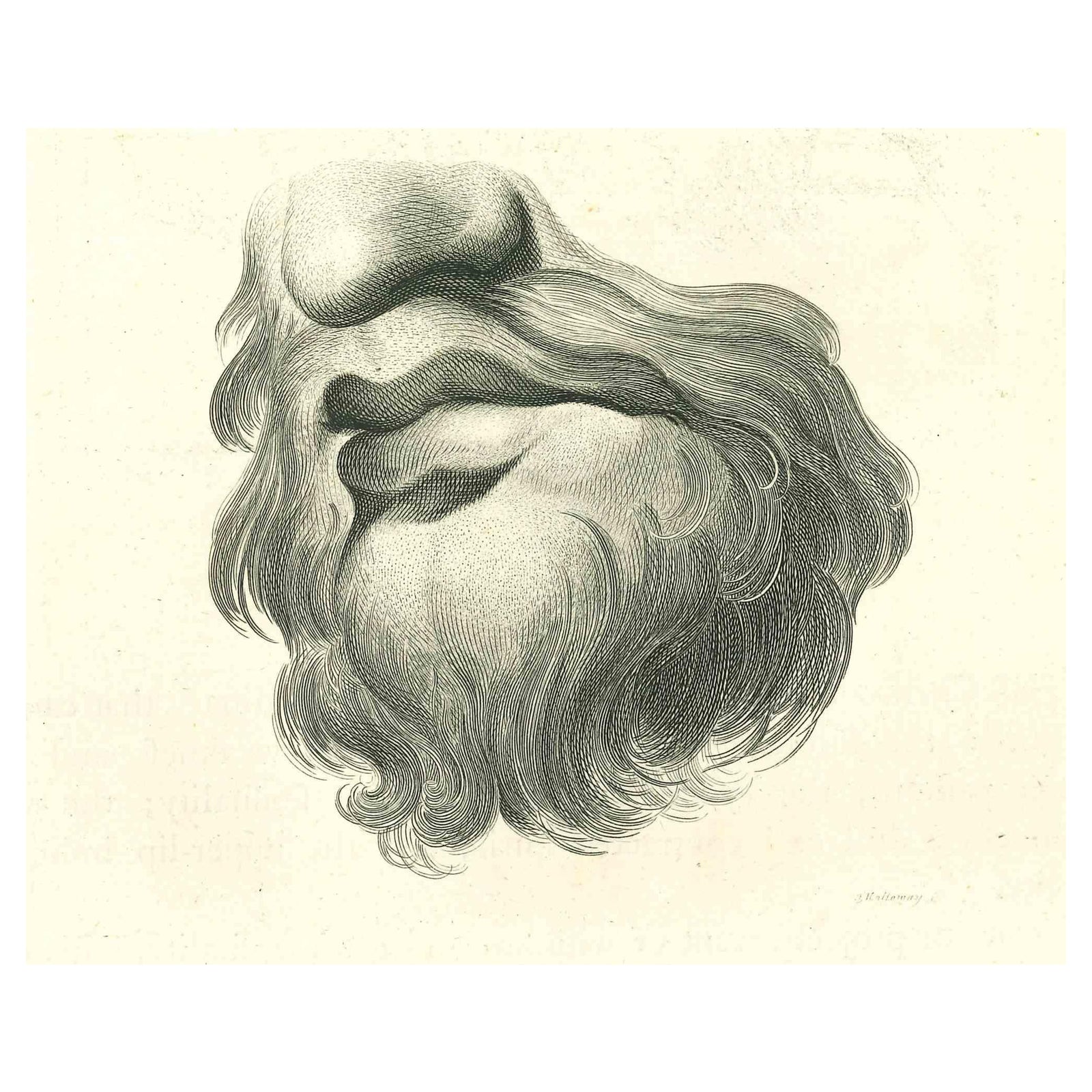 Thomas Holloway, Lips Portrait, Original Etching, 1810 | Chairish