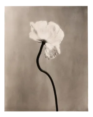 Poppy no.3 - Organic Cotton Canvas Scroll on Bamboo, Limited Edition 2 of 5 2023