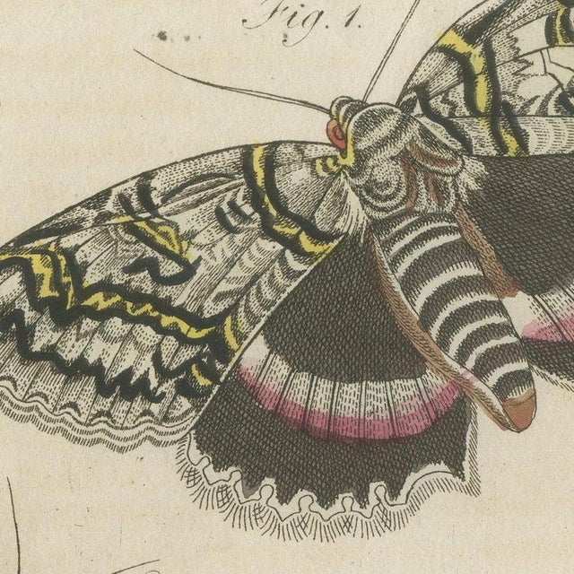 Bertuch, Underwing and Tiger Moths with Caterpillars, 1805, Print For Sale - Image 4 of 12
