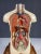 Educational Anatomical Model of Human Body, Former Czechoslovakia, 1960s For Sale - Image 8 of 11