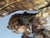 Large Mid-Century Gilt Metal Sunburst Ceiling Lamp with Floral Motif, 1950s For Sale - Image 12 of 14