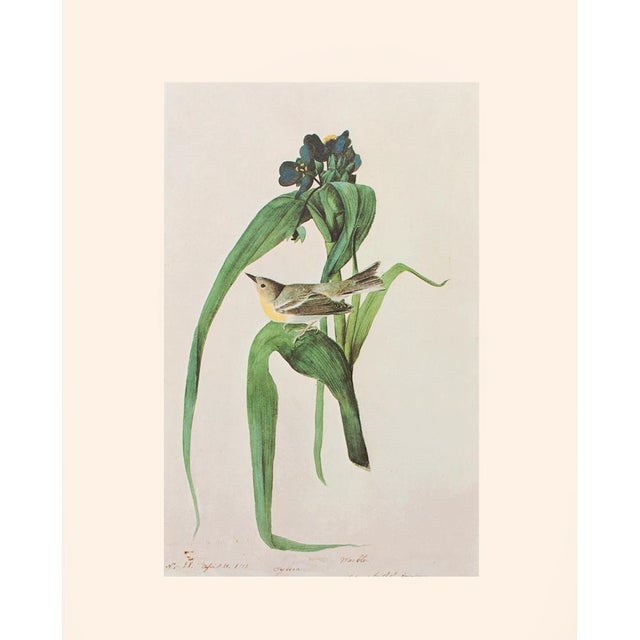 1966 Pine Warbler After John J. Audubon, Cottage Print For Sale - Image 11 of 11