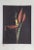 Heliconia from Botanica Magnifica Jonathan Singer American (1949–2019) Date: 2012 Digital Photograph on Japon Paper,...
