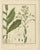 These original handcolored botanical engravings are from the work titled "Getreue Darstellung und Beschreibung der in der...