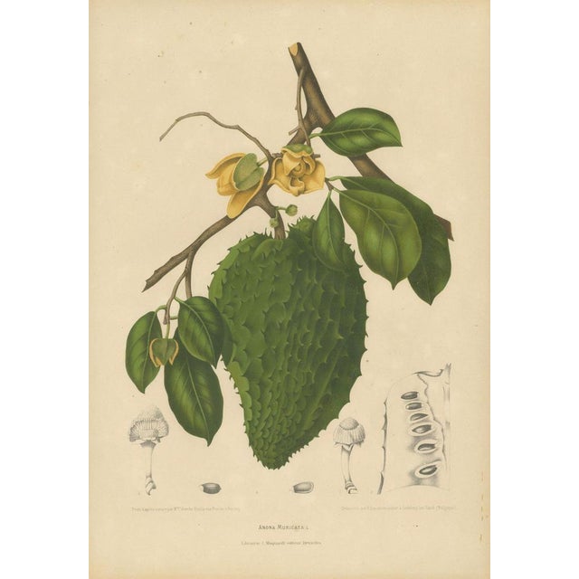 Hoola van Nooten, Soursop Botanical, 1880, Chromolithograph For Sale - Image 3 of 9