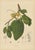 Hoola van Nooten, Soursop Botanical, 1880, Chromolithograph For Sale - Image 3 of 9