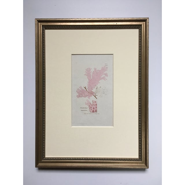C-1833 History of British Seaweeds - Pink Weed Lithograph by English Botanist William Harvey For Sale In Monterey, CA - Image 6 of 6
