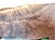 Handcrafted Black Walnut Cardinal Accent Table | Sculptural Nature Art For Sale - Image 9 of 10