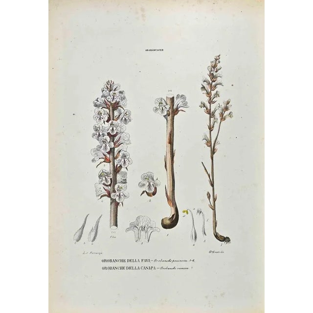 Lithograph hand watercolored. Plate from "Atlante di Botanica popolare ossia Illustrazione di Piante Notevoli di ogni...