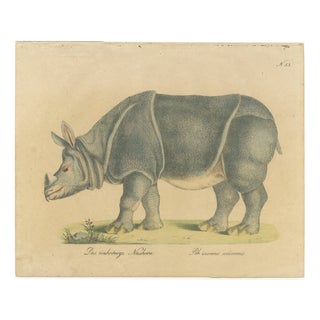 Brodtmann, Indian Rhinoceros (Rhinoceros Unicornis), 1816, Lithograph For Sale