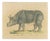 Brodtmann, Indian Rhinoceros (Rhinoceros Unicornis), 1816, Lithograph For Sale