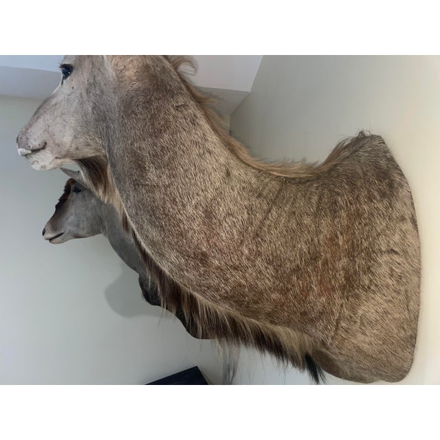 1990s Vinatge African Kudu Taxidermy Shoulder Mount-Very Large For Sale - Image 5 of 9