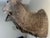 1990s Vinatge African Kudu Taxidermy Shoulder Mount-Very Large For Sale - Image 5 of 9