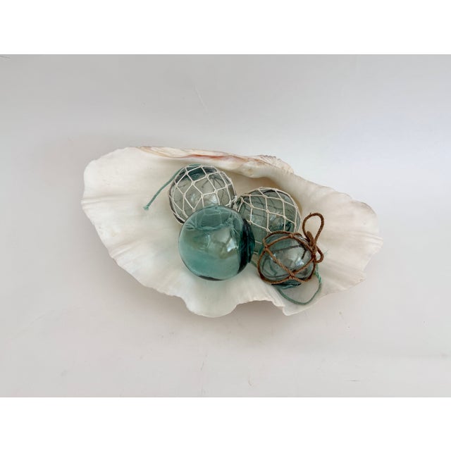 Nautical Large Vintage Clam Shell For Sale - Image 3 of 8