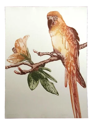 1980s "Heathcliff" Etching of a Parrot by Catherine O'Connor