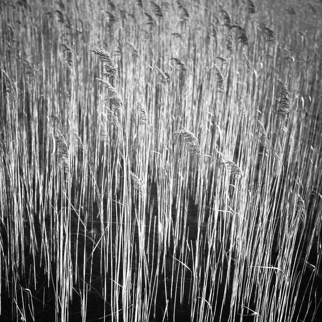 Not Yet Made - Made To Order Paul Cooklin, Photograph-QUxPXgJv, Water Reeds, Lopham Fen, Suffolk, Edition of 50 For Sale - Image 5 of 5