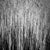 Not Yet Made - Made To Order Paul Cooklin, Photograph-QUxPXgJv, Water Reeds, Lopham Fen, Suffolk, Edition of 50 For Sale - Image 5 of 5