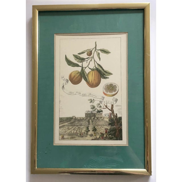 Framed Italian Volkamer Citrus Print Altri Fruitti Della Bizzaria For Sale - Image 4 of 4